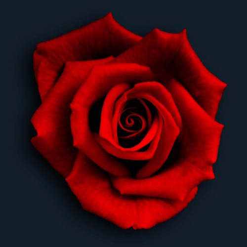 The colour red, red rose